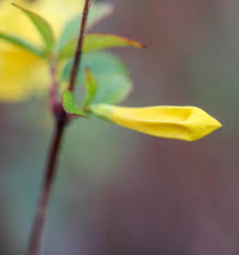 Image result for Gelsemiaceae