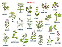 4 natural herbs for anxiety relief. Bitter Herbs Collection Hand Drawn Set Of Medicinal Herbs Royalty Free Cliparts Vectors And Stock Illustration Image 138019696