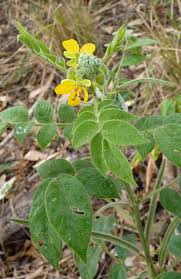 Image result for Senna hirsuta