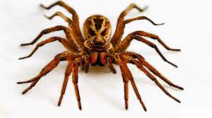 16 Legged Spider Spider Eggs Spider Wolf Spider
