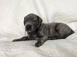 Find blue, harlequin, and black great danes today. Lb S Royal Great Danes Breeders Michigan Usa Great Dane Supply