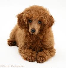 Their discomfort stems from tots' energy and grabby nature; Dog Red Toy Poodle Pup Photo Wp38115