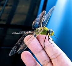 Pin By Carrie Keck On Dragonflies Dragonfly Damsel Dragon