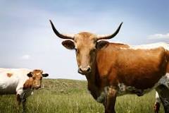 Image result for what are Rocky Mountain oysters