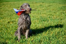 Image result for slovenský ohař hrubosrstý