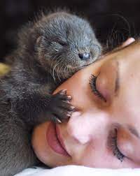 Meet The Face That Has It All I Want To Sleep With A Baby Otter Cute Animals Cute Baby Animals Animals Beautiful