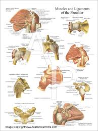 The chart below highlights some of the most common red flag conditions for patients with shoulder pain. Muscles And Ligaments Of The Shoulder Poster