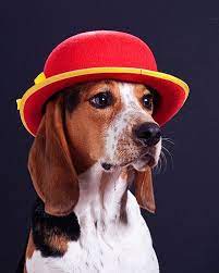 Dogs Wearing Hats Beagle Puppy Up Dog Beagle Art