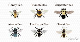 Bumble bees and carpenter bees can often be mistaken for one another, but there is one significant unlike bumble bees, who are social bees that will sting to protect their nest, carpenter bees are solitary. Nestiny Funiversity Infographic Friend Or Foe What S The Buzz About Bees