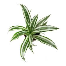 Check spelling or type a new query. Dracaena Fragrans White Jewel Head 12 X 25cm Plantas Paisagismo Vegetacao