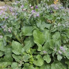 Image result for Borago