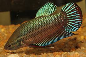 Get latest info on betta fish, siamese fighting fish, suppliers, manufacturers, wholesalers, traders, wholesale suppliers with betta fish prices for buying. Betta Splendens