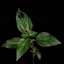 Image result for Acalypha paucifolia