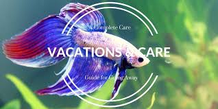 Betta Fish Care While On Vacation Bettafish Org Betta Fish Betta Fish Care Betta