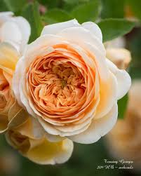 Teasing georgia is refined rose of delicate beauty; Teasing Georgia A Beautiful Healthy Rose In My Garden