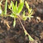 Image result for Justicia matammensis