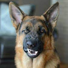 Not only may your german shepherd think it's okay to go from growling to biting you, but they may also think it's okay to bite other people as well. Don German Shepherd Dog Club Of Victoria Bendigo Branch Facebook