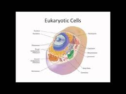 Anatomically, cells vary with respect to their classification, therefore, prokaryotic cells and eukaryotic cells differ from each other quite drastically. Prokaryotic Cells And Eukaryotic Cells Youtube