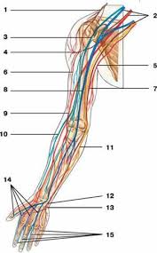 Spinal Nerves Human Anatomy Nerve Anatomy Human Anatomy Spinal Nerve