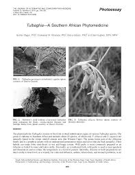 Image result for Tulbaghia alliacea