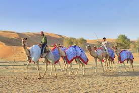 Sheikh mohammed bin saud bin saqr al a number of owners of the arabian camels from the uae and the gcc countries took part in the competitions. Pin Auf Kamelrennbahn Ras Al Khaimah Camel Race Track Ras Al Khaimah