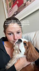 Expert advice! Many rounds of various tests and an X ray later. This is big  pet at play for real #cavalierkingcharles #ckcsoftiktok  #kingcharlescavalier #ckcs #vetbills #dogmom