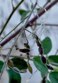 Image result for Desmodium tortuosum