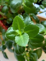 Image result for Kalanchoe crenata