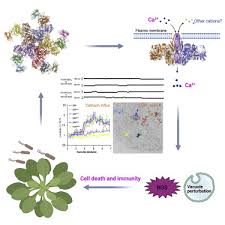 Maybe you would like to learn more about one of these? The Zar1 Resistosome Is A Calcium Permeable Channel Triggering Plant Immune Signaling Sciencedirect