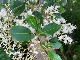 Image result for Apodytes dimidiata