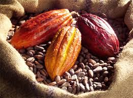 Having been persistent in delivering quality, hl agro has collectively secured iso22000:2005 accreditation for its sesame seeds & corn. Buy Quality African Made Cocoa By Sunshine Agro Products Limited From Sunshine Agro Products Limited On Tofa Tradersofafrica Com Traders Of Africa Tofa African Trade Harbingers