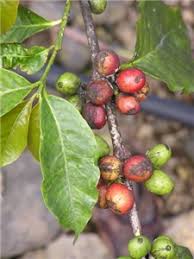 Image result for sooty mould