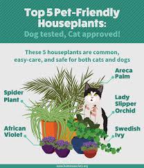 How to live with them in peace. Houseplants Safe For Cats And Dogs Fix Com