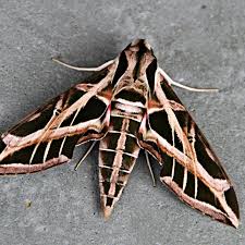 Just imagine a tiny butterfly capable of flying straight down your earhole and driving you crazy. Sphinx Moths Family Sphingidae