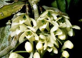 Image result for Rhipidoglossum densiflorum