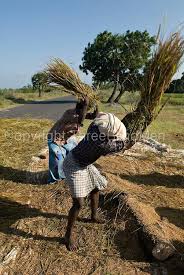 Farmers Threshing Rice Stalks By Side Of The Road South India Tamil Nadu State Human Figure Sketches Amazing India India