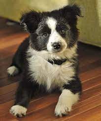 Scout The Border Collie Mix Border Collie Mix Puppies Border Collie Dog Collie Mix