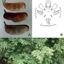 Image result for Englerodendron mengei