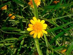 Image result for Pascalia glauca