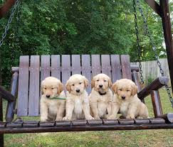 If you are unable to find your companion in our dogs for adoption sections, please consider looking thru the directory of rescue organizations, to see if they have any current dogs for adoption listings. Golden Retrievers Of Nc Home Facebook