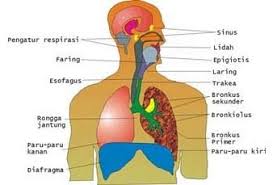 Jelaskan proses pernafasan perut : Sistem Respirasi Manusia Pengertian Fungsi Organ Dan Gambar