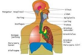 Sebab penggunaan sistem respirasi (respiration) di sini juga bisa di artikan lain. Sistem Respirasi Manusia Pengertian Fungsi Organ Dan Gambar