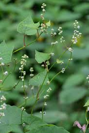 Image result for Fallopia