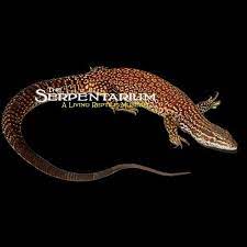 Red Ackie Monitors Varanus Acanthurus Acanthurus Big Iguana Monitor Red Baby