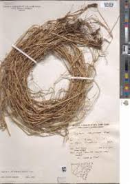 Image result for Digitaria milanjiana