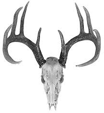 Black And White Deer Skull White Tailed Deer Skull Deer Skull Tattoos Deer Head Tattoo Deer Tattoo