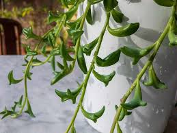 Image result for Senecio sp.no.3