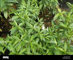 Image result for Tabernaemontana eglandulosa