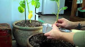 Grow Your Own Potatoes Indoors Or On The Patio In Pots Winter Vegetables Gardening Growing Potatoes Indoors Plants