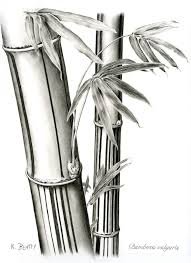 Bamboo Drawing By Karla Beatty Polish your personal project or design with these bamboo tree transparent png images, make it even more personalized and more attractive. bamboo by karla beatty